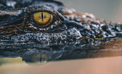 Inside a Perfectly Preserved 3,000-Year-Old Crocodile Mummy: New Insights Uncovered