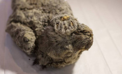 Remarkably Intact Lion Cub Unearthed in Siberian Permafrost