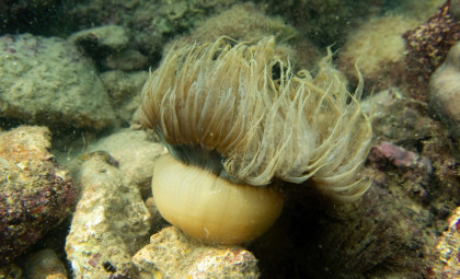 New Research Reveals Jellyfish Sleep Patterns Mirror Those of Complex Animals