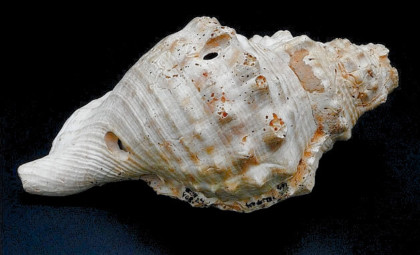 Researchers Resurrect Sound of 6,000-Year-Old Prehistoric Shell Trumpets From Catalonia