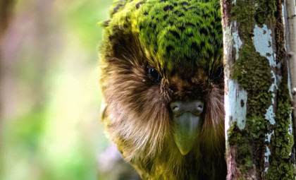 Rare Kakapo Parrot Sparks Hope with New Breeding Season After Near Extinction