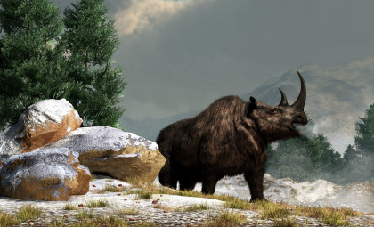 Frozen Wolf Cub Sheds Light on Woolly Rhino Extinction Mystery