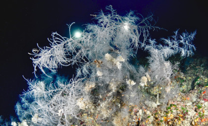 Researchers Uncover Enormous 300-Year-Old Black Coral in New Zealand’s Fiordland Depths