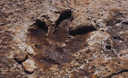 Texas Flood Cleanup Reveals Fifteen Ancient Dinosaur Footprints