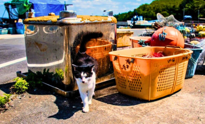 How Eradicating 131 Cats Transformed an Island’s Fragile Ecosystem and Challenged Genetic Assumptions