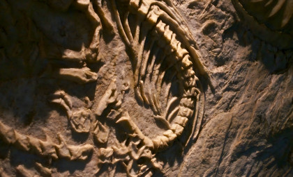 Ancient Shark Larger Than a Boat Discovered in Peru, Related to Great Whites