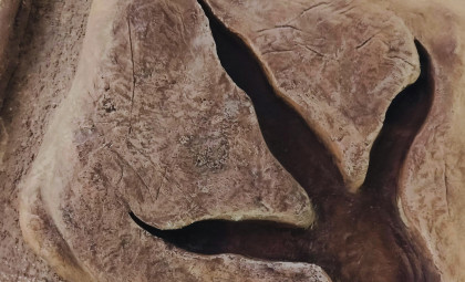 Newly Found Dinosaur Boasts Enormous Two-Fingered Claws Possibly Used Like a Sloth’s Grasp