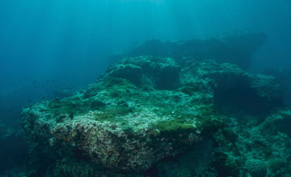 Hundreds of Unknown Species Found 4,000 Meters Beneath the Pacific Ocean