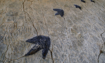 Young Brisbane Explorer Uncovers Australia's Most Ancient Dinosaur Footprint