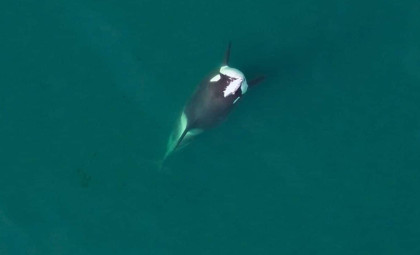 Orca Photography Reveals Rare ‘Fish Hat’ Behavior Not Seen Since the 1980s