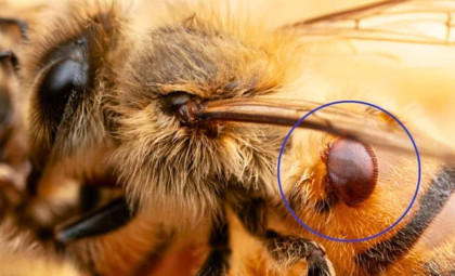 Researchers Uncover Root Cause Behind Record-Breaking Honey Bee Colony Crashes in the U.S.