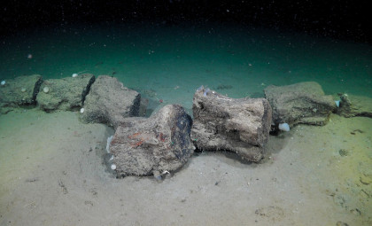Unveiling Argentina’s Deep Sea: Coral Reefs, Phantom Jellyfish, and Unexpected Discoveries