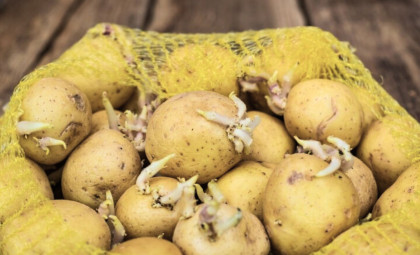 Are Sprouted Potatoes Safe to Eat? Insights from Food Safety Specialists