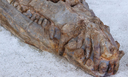 Discover the 31-Foot Ancient Crocodile That Ruled Cretaceous Waters and Hunted Dinosaurs