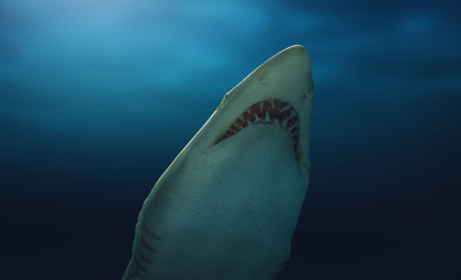 Juvenile Great White Shark Caught Near Spain After More Than a Century