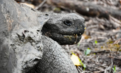 Century-Old Lost Giant Tortoise Species Found Alive on Volcanic Galápagos Island