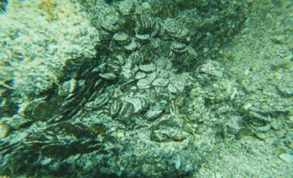 Diver Uncovers Largest Mediterranean Roman Coin Hoard After 1,686 Years Hidden Beneath Sardinian Seabed