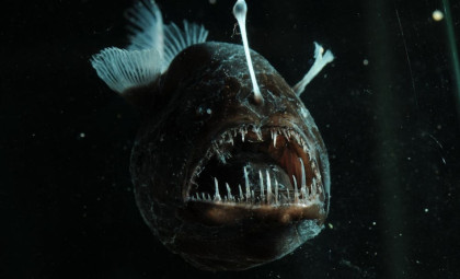 Newly Identified Fish Possesses a Unique Visual System Unlike Any Known Animal