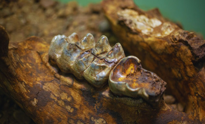 Jawbone Discovered near Taiwan Reveals Denisovan Presence Beyond Cold Regions