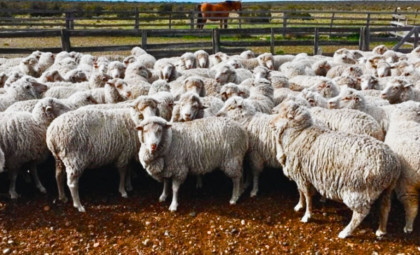 How Sheep’s Wool Is Reviving Depleted Farmland and Cutting Evaporation Rates