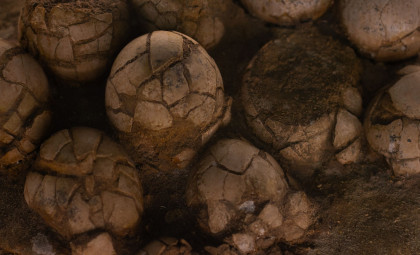 Researchers Use Powerful Accelerator to Examine Perfectly Preserved Dinosaur Embryos Inside Eggs