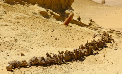 New Spinosaurus Species Found in Sahara Reveals Unexpected Traits