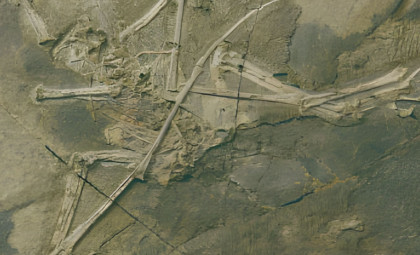 Strange New Jurassic Flying Reptile Unearthed in China Intrigues Scientists