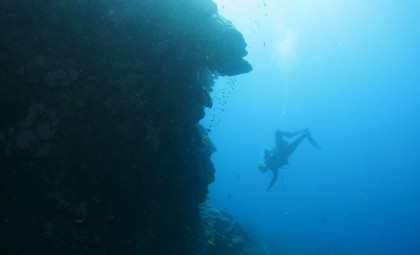 Massive 4-Meter-High Black Coral Discovered in New Zealand’s Fiordland