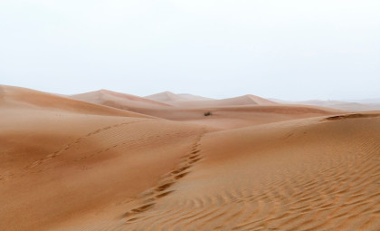 Innovative Microbial Technique Transforms Desert Sand into Fertile Soil Quickly
