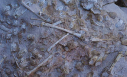 Over 200 Fossilized Pterosaur Eggs Discovered in China Reveal Rare Embryos