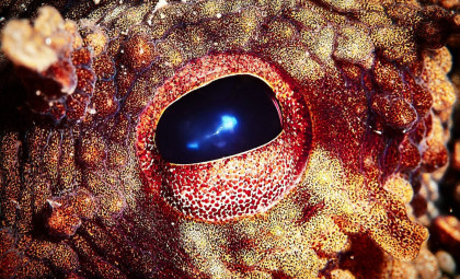 Which Creature Could Rise as Earth's Dominant Species After Humans? Researchers Reveal Their Top Contender