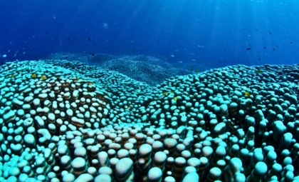 Mother and Daughter Uncover Enormous Hidden Coral Colony on the Great Barrier Reef