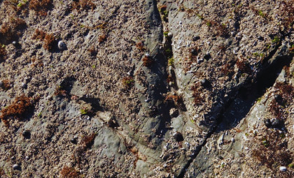 Newly Found Dinosaur Tracks Unveil Life in Ancient Polar Regions 128 Million Years Ago