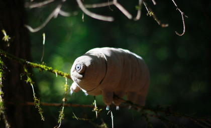 Mars Soil’s Natural Harshness Threatens Microbial Life, Study Shows Unexpected Effects on Tardigrades