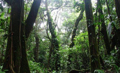 Scientists Discover Earless Monitor Lizard: A Rare Living Fossil in Borneo’s Rainforest