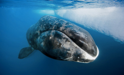 Scientists Unlock Secrets of Bowhead Whale Longevity: Could Humans Live 200 Years?