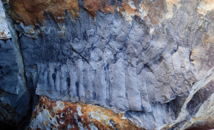 Unveiling Arthropleura: The 3-Meter Arthropod That Roamed Earth 300 Million Years Ago