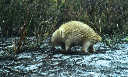 Remote Tasmanian Island’s Night Cameras Capture Elusive Wildlife After Years of Uncertainty