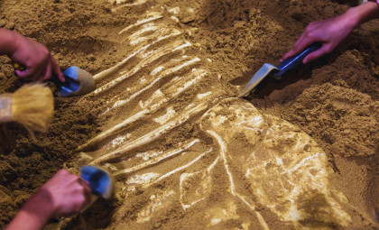 Construction Crew Discovers Enormous Ice Age Giant Beneath Texas Site