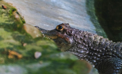 Early Jurassic Marine Predator Fossil Reveals Crocodile Relative in UK