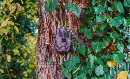 Rediscovered in California: The Elusive Marten Returns to Northern Forests