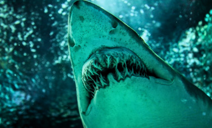 Ancient 7-Meter Shark with Blade-Like Teeth Sheds Light on Great White Origins