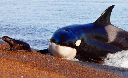 Dolphins and Orcas Have Evolutionarily Committed to Aquatic Life Beyond Return