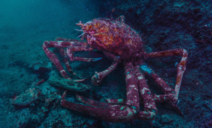 Rare Fossil Unearthed in China Reveals Ancient Crustacean with Powerful Jaws