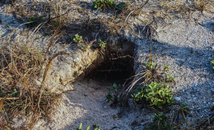 How Underground Animals Sparked a Volcanic Landscape's Revival with Tens of Thousands of Plants