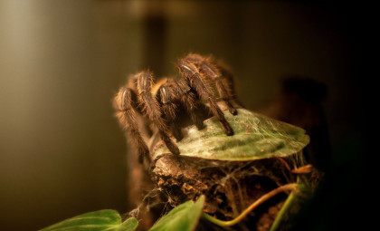 Researchers Identify a New Genus Featuring One of the Largest Tarantulas Ever Recorded