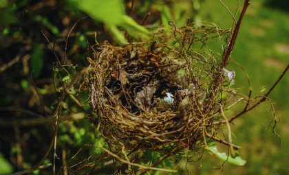 Newly Discovered Bird Species Emerges from Genetic Research in Japan’s Tokara Islands