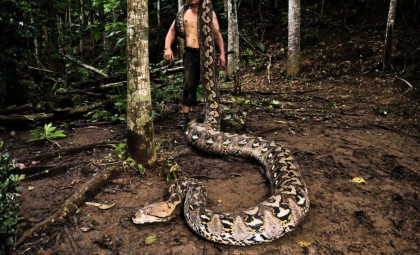Discovering 'The Baroness': The Longest Wild Reticulated Python Ever Recorded