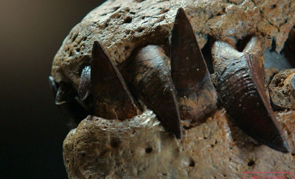 Remarkably Preserved Pliosaur Skull Unearthed High on UK Cliff