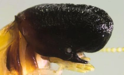 Discovery of a Unique Termite Species with a Whale-Like Head Deep in the Rainforest Canopy